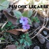 Prvé jarné bylinky - pľúcnik lekársky