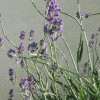 Levandula úskolistá