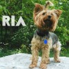RIA